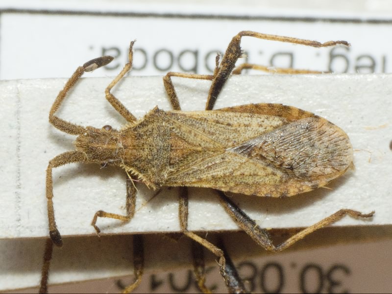 Coriomeris scabricornis (Panzer, 1809)